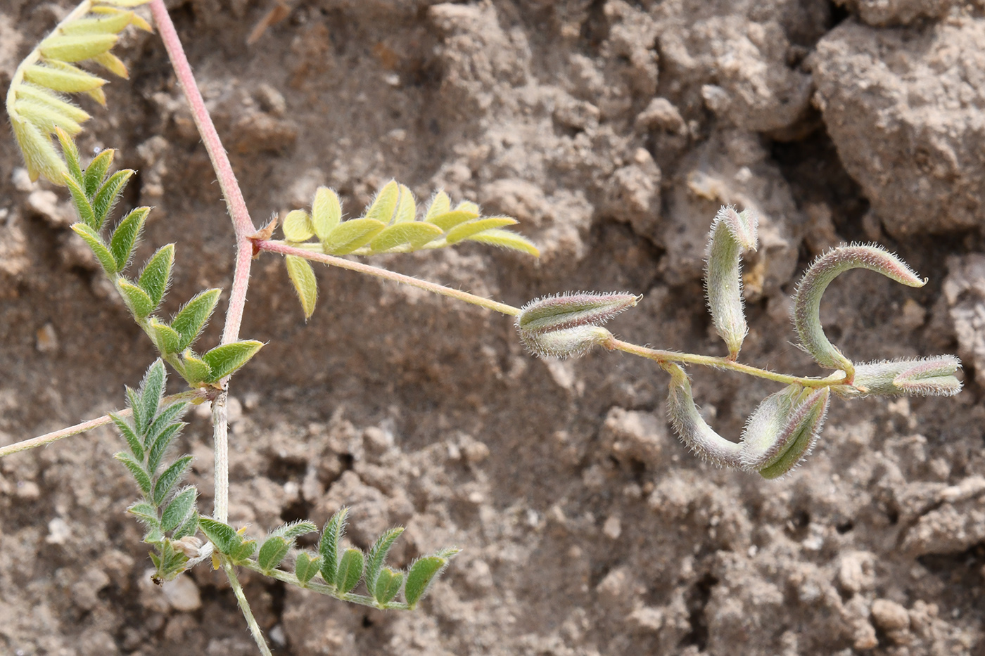Image of Astragalus bakaliensis specimen.