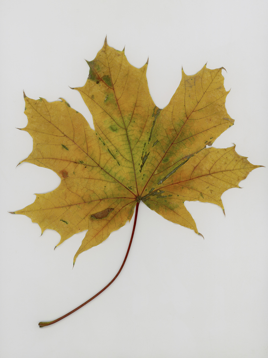 Изображение особи Acer platanoides.