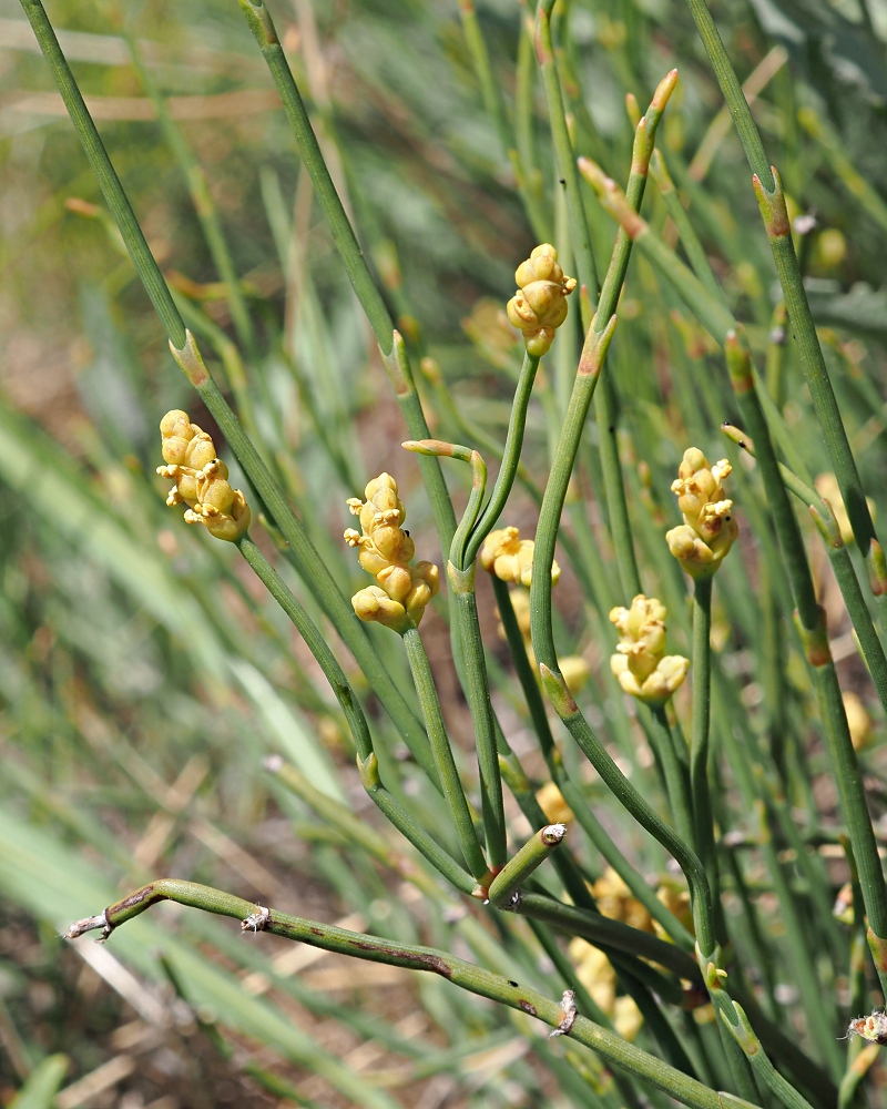 Изображение особи Ephedra distachya.