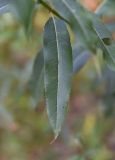 род Salix. Лист. Калужская обл., Ульяновский р-н, дол. р. Вытебеть, 1 км ниже устья руч. Радубеж, луг на берегу. 30 августа 2024 г.