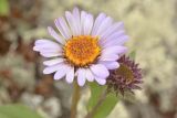 Aster sibiricus
