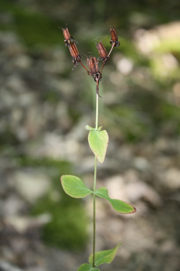 Изображение особи Hypericum maleevii.