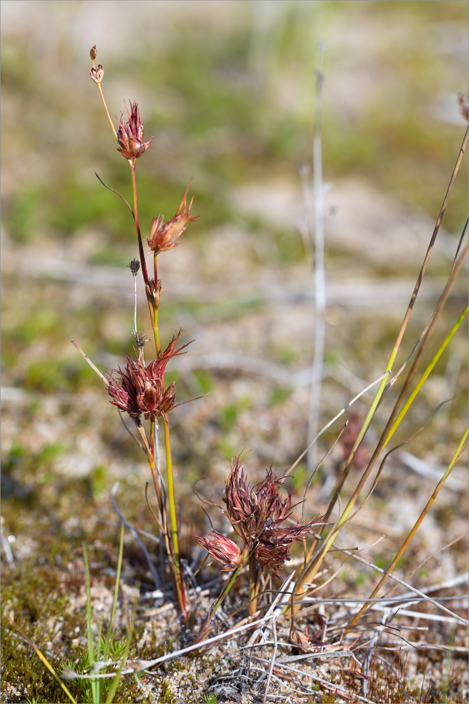 Изображение особи Juncus alpino-articulatus.