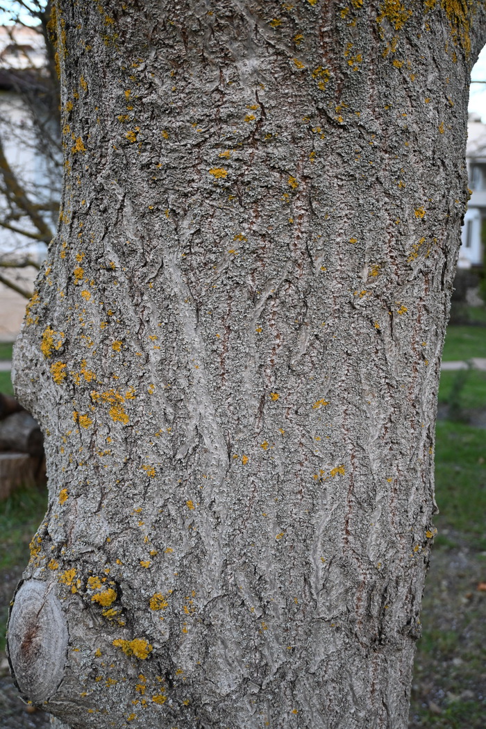 Image of genus Amygdalus specimen.