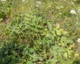 Cephalaria balkharica. Прикорневые листья. Кабардино-Балкария, Лескенский р-н, Хазнидонская теснина, ≈ 1700 м н.у.м., разнотравный лужок в верхней части травянистого склона к реке. 31.07.2025.