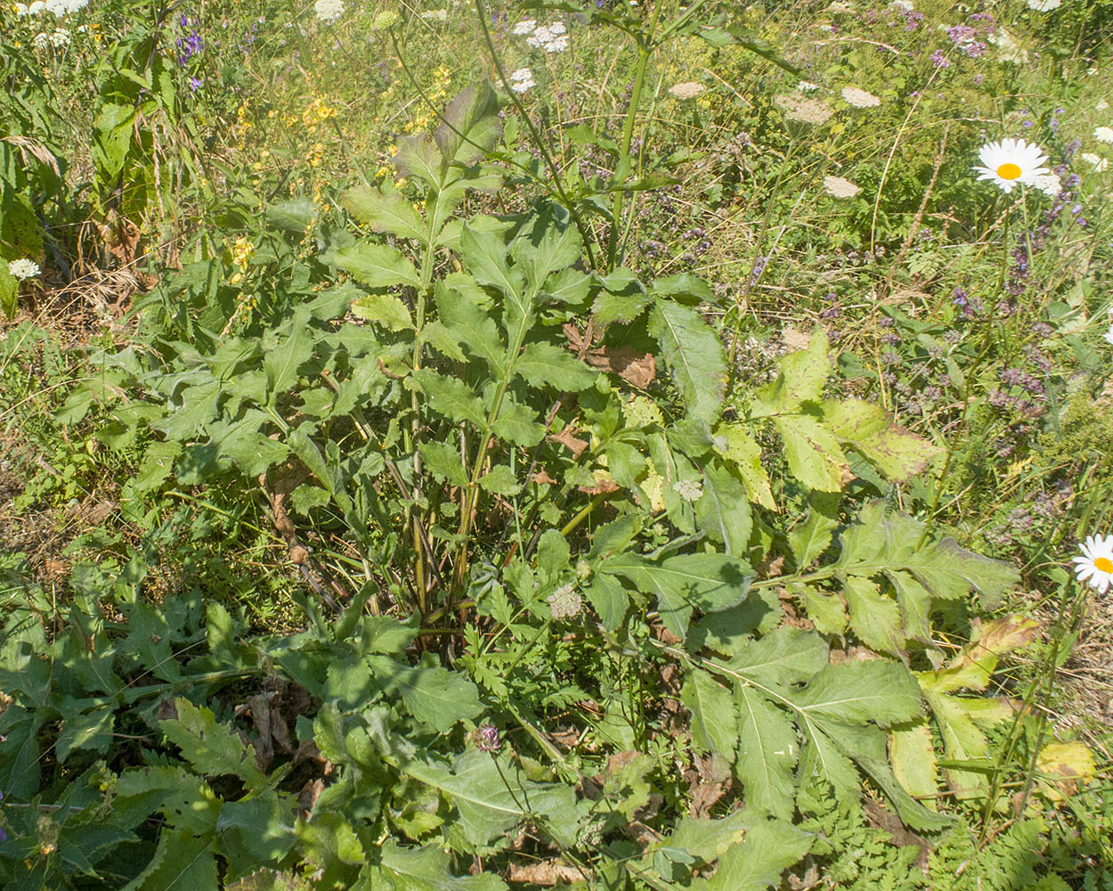 Изображение особи Cephalaria balkharica.