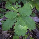 genus Quercus. Верхушка побега. Абхазия, Гудаутский р-н, Рицинский реликтовый национальный парк, дол. р. Юпшара, широколиственный лес. 09.06.2025.