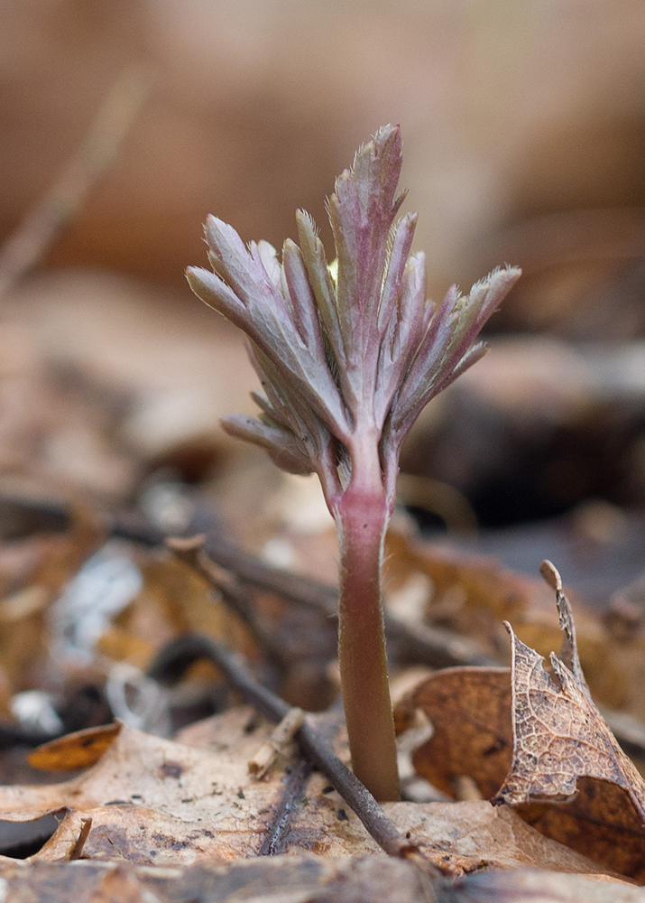 Изображение особи Anemone banketovii.