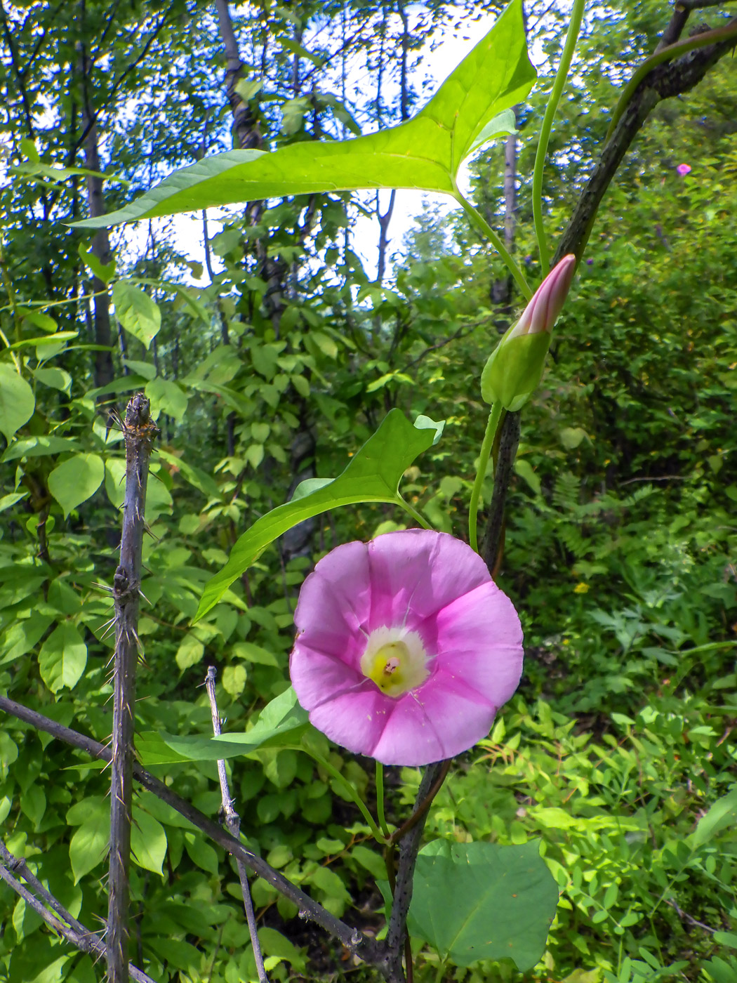 Изображение особи Calystegia inflata.