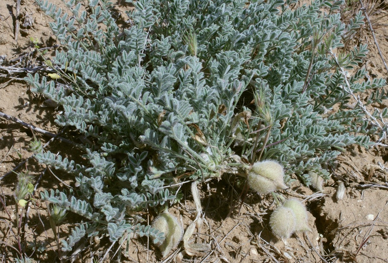 Image of Astragalus lasiophyllus specimen.