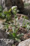 Arabis auriculata. Цветущее растение. Крым, Севастополь, южный склон Байдарской яйлы, гора Хамелеон, можжевеловое редколесье. 22.03.2026.