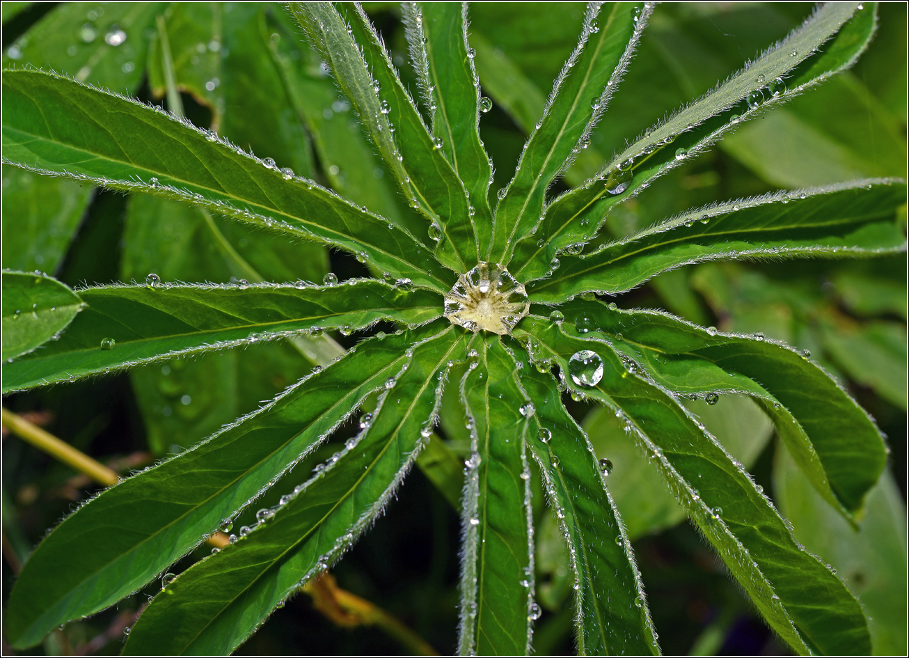 Image of Lupinus polyphyllus specimen.
