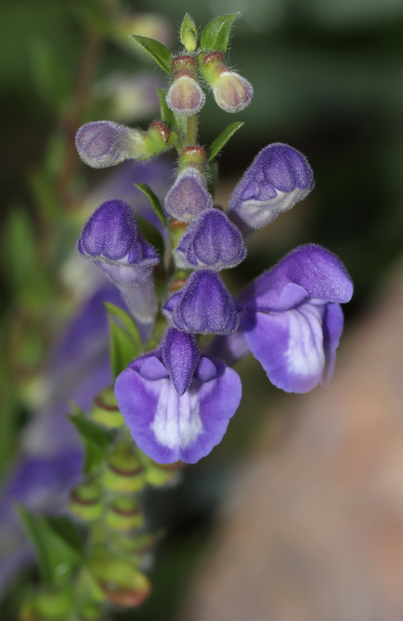 Изображение особи Scutellaria baicalensis.