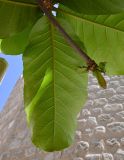 Terminalia catappa