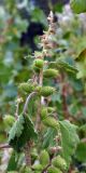 Xanthium orientale
