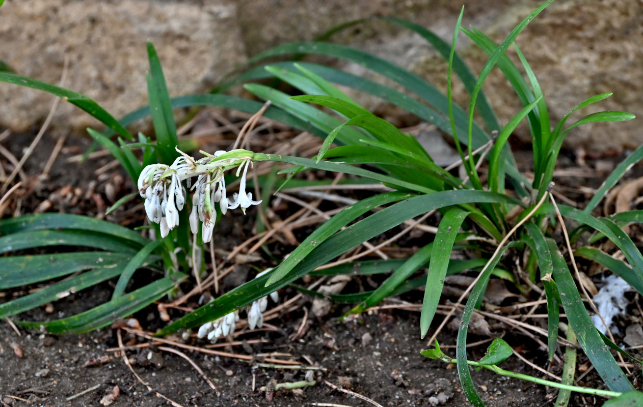 Image of Ophiopogon jaburan specimen.