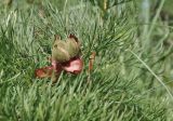 View full-size image Paeonia tenuifolia