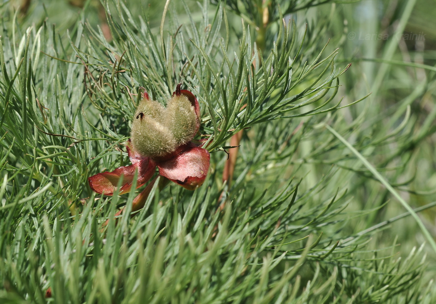 Image of Paeonia tenuifolia specimen.