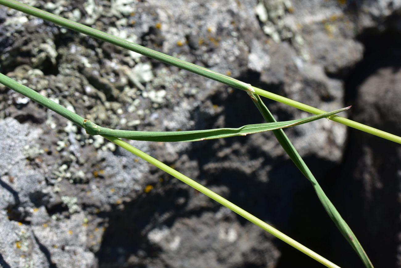 Image of Unknown species specimen.