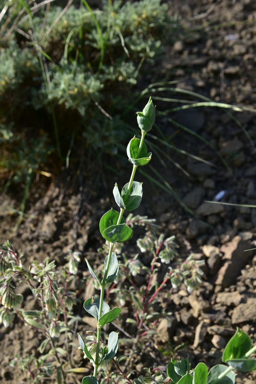 Image of Silene chlorifolia specimen.