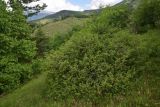 genus Juniperus