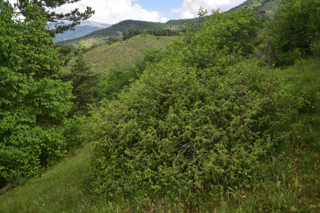 Image of genus Juniperus specimen.