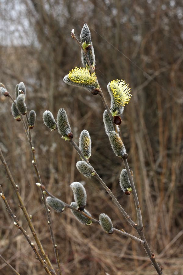 Image of Salix cinerea specimen.