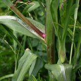 род Tragopogon. Нижняя часть стебля с основанием пазушного побега. Тульская обл., Богородицкий р-н, пос. Товарковский, склон оврага южной экспозиции, луг. 31.05.2026.