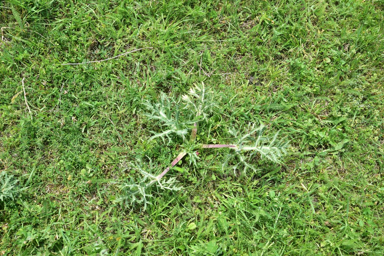 Image of Eryngium campestre specimen.