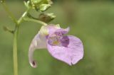 Impatiens furcillata. Цветок. Приморский край, Шкотовский р-н, окр. с. Новонежино, сырой луг. 08.08.2026.