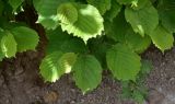 unknown species. Листья. Турция, ил Артвин, окр. дер. Кашикли, обрывистый склон в лесу. 12 июня 2026 г.
