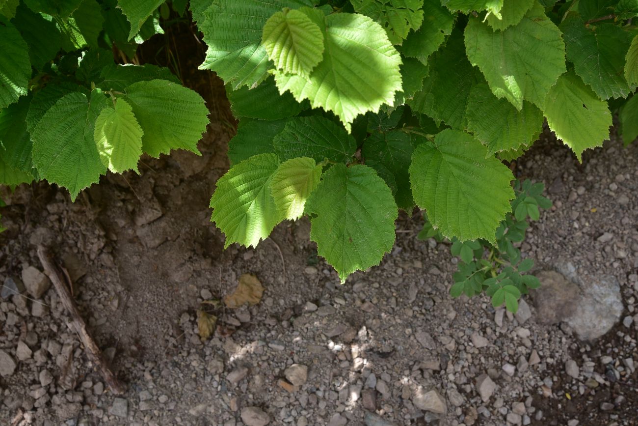 Image of genus Corylus specimen.