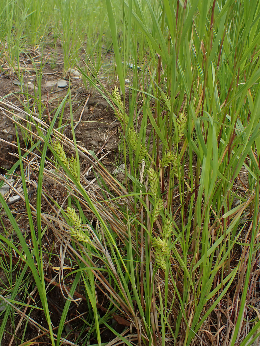 Image of Carex vesicaria specimen.