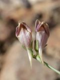 genus Linaria. Цветки. Таджикистан, Горно-Бадахшанская автономная обл., Ишкашимский р-н, окр. кишлака Гармчашма, дол. р. Гармчашма, ≈ 2600 м н.у.м., каменистая осыпь. 2 июля 2026 г.