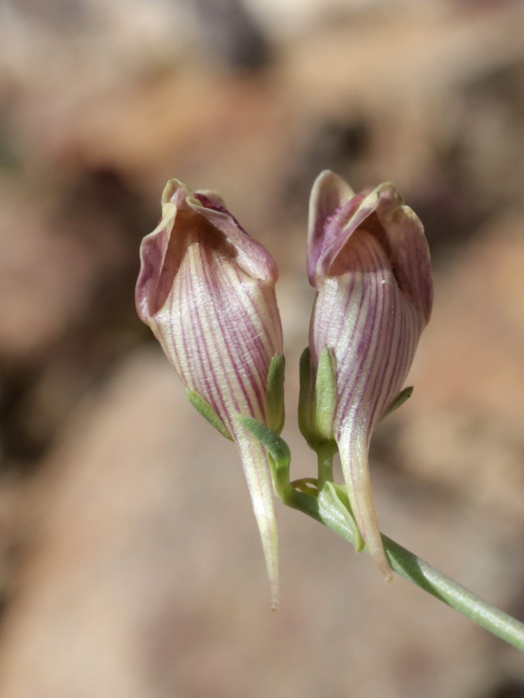 Изображение особи род Linaria.
