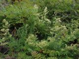 genus Galium. Цветущие растения (в сообществе с Sorbaria sorbifolia). Хабаровский край, Комсомольский р-н, с. Верхняя Эконь, берег р. Амур, на сопке. 07.07.2026.