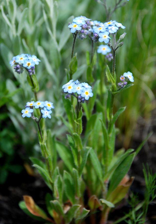 Изображение особи Myosotis popovii.