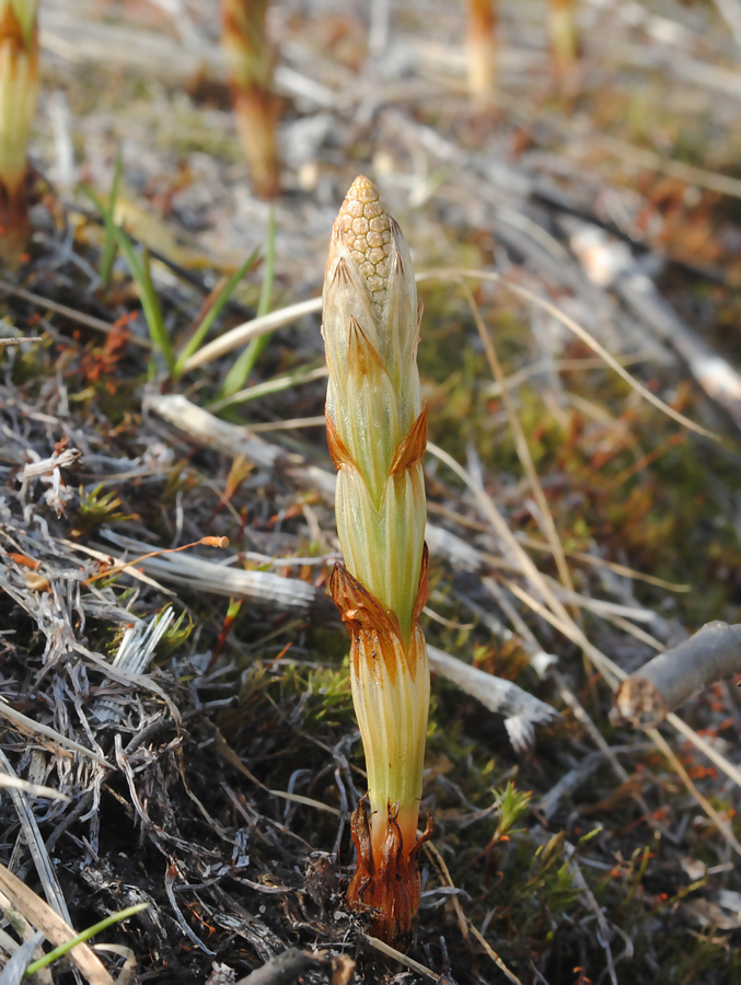 Image of Equisetum sylvaticum specimen.