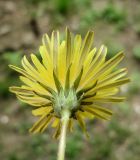 Taraxacum ussuriense