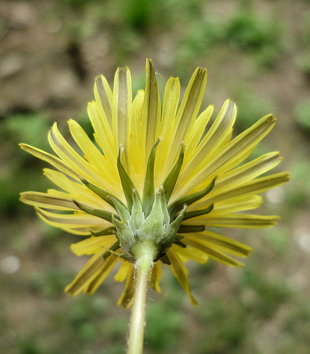 Изображение особи Taraxacum ussuriense.