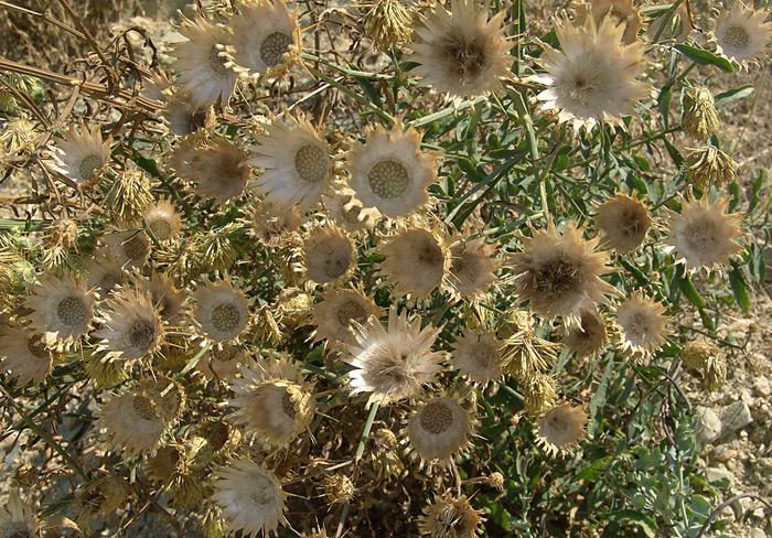 Image of Centaurea novorossica specimen.