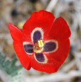 Glaucium corniculatum. Цветок. Крым, Южный берег, гора Меганом. 07.05.2011.