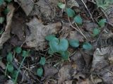 Asarum europaeum