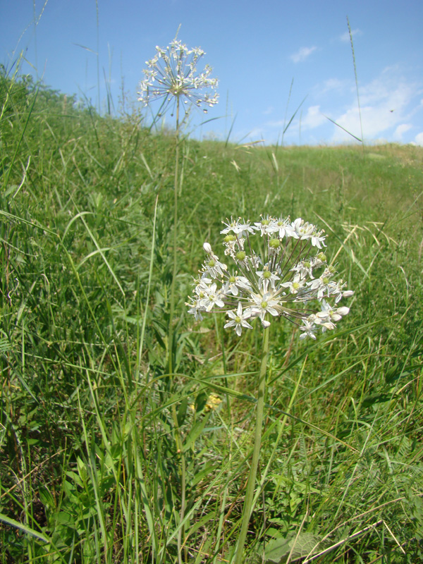 Изображение особи Allium decipiens.