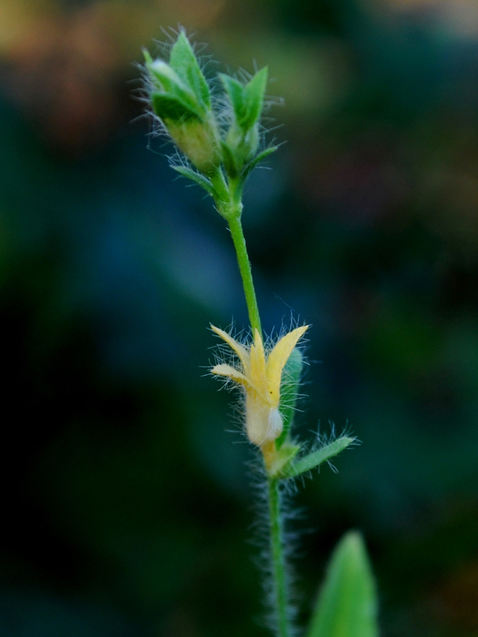 Image of Convolvulus pilosellifolius specimen.