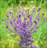 Leopoldia comosa. Верхушка соцветия. Краснодарский край, Новороссийск, окрестности долины реки Дюрсо, луг, окружённый лесом. 11.06.2011.