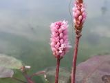 Persicaria amphibia