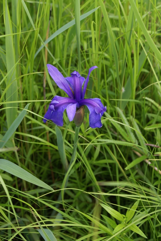 Изображение особи Iris laevigata.