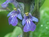 Ajuga reptans