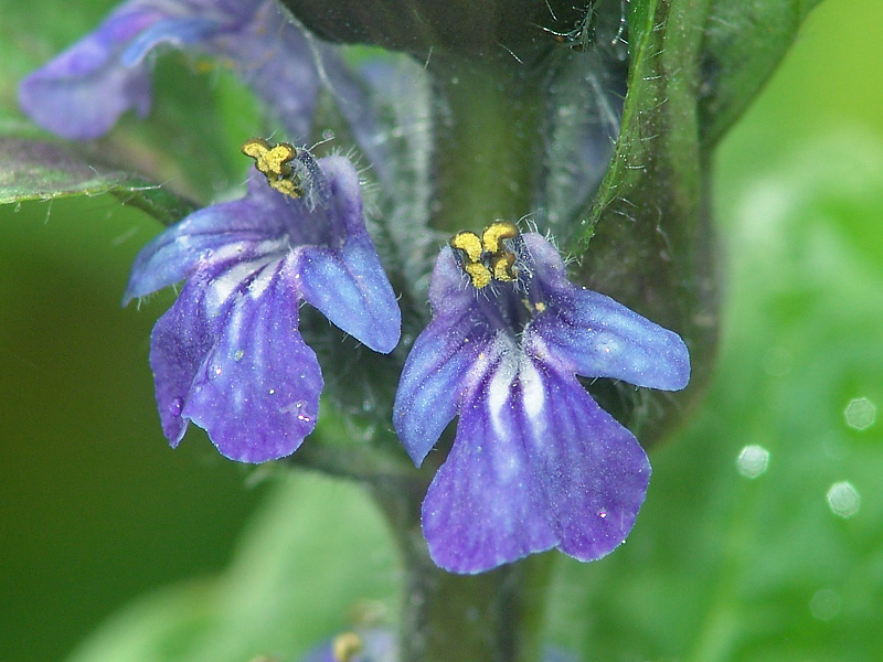 Image of Ajuga reptans specimen.